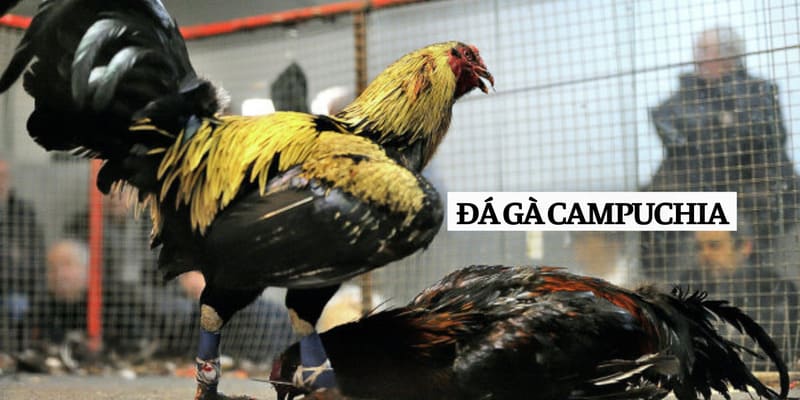 Đá gà Campuchia thu hút nhiều sự quan tâm của giới cá cược