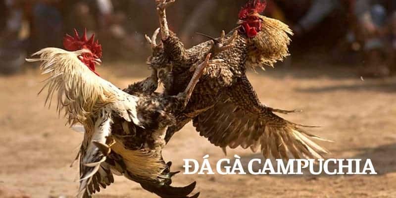 Hãy tham gia đá gà Campuchia để trải nghiệm những trận đấu gay cấn và hấp dẫn