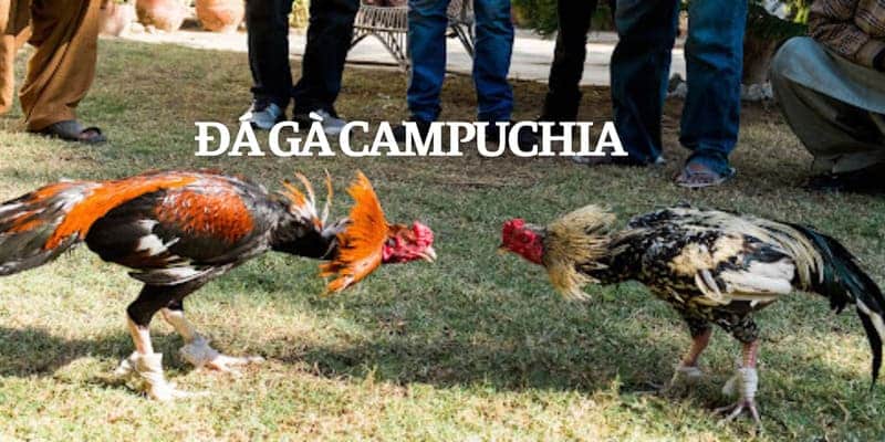 Đá gà Campuchia mang đến không gian cá cược chuyên nghiệp bậc nhất