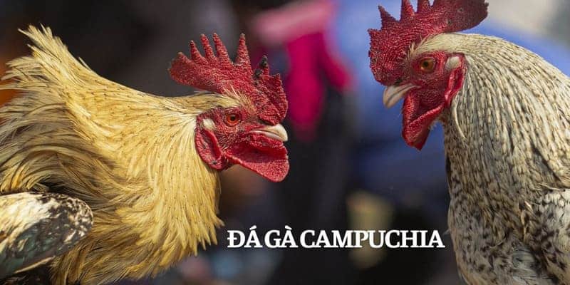 Đá gà Campuchia thu hút nhiều sư kê bởi sự đa dạng, tiện lợi và hiệu quả