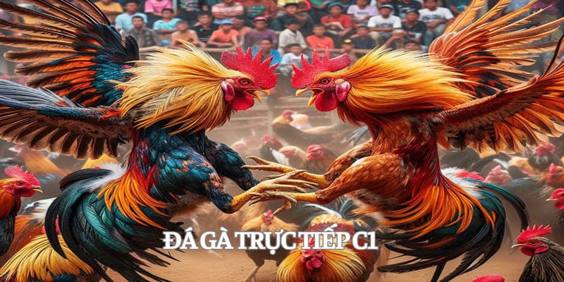 Đá gà trực tiếp C1 mang đến trải nghiệm cá cược hấp dẫn và sống động
