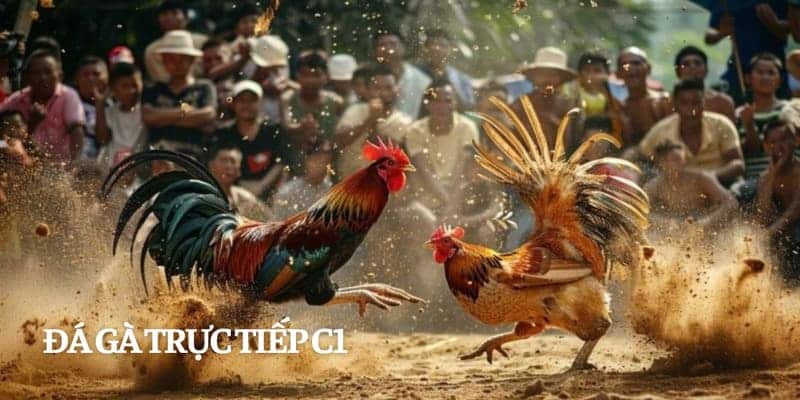 Thưởng thức đá gà trực tiếp C1 để không bỏ lỡ những trận đấu sôi động nhất