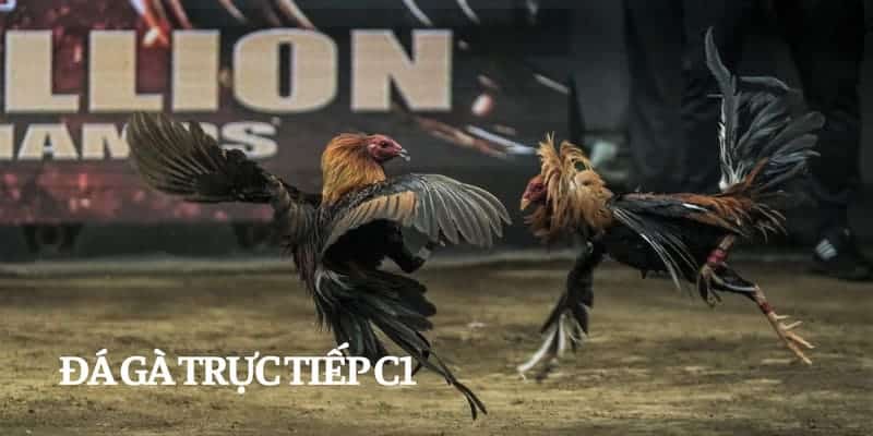 Đá gà trực tiếp C1 là dịch vụ giải trí trực tuyến phổ biến trong cộng đồng cá cược