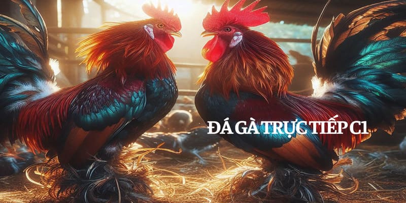  Đá gà trực tiếp C1 đem đến hàng loạt phần thưởng, khuyến mãi có giá trị