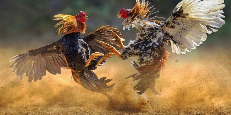 Đá gà trực tiếp c3 là gì?