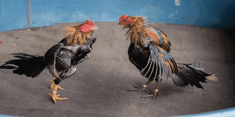 Thỏa mãn đam mê với đa dạng trận đá gà kịch tính