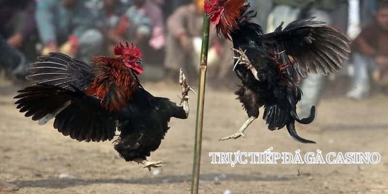 Trực tiếp đá gà casino mang lại cảm giác như đang ngồi tại sân đá gà thật