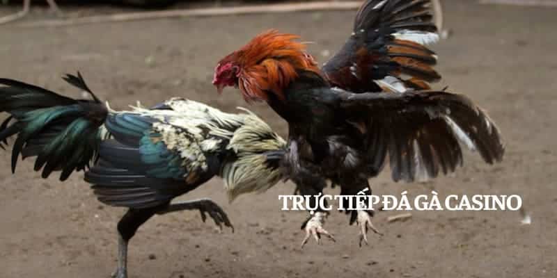 Trải nghiệm cá cược trực tiếp đá gà casino chuyên nghiệp và an toàn