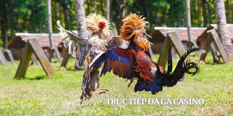 Trực tiếp đá gà casino được yêu thích do tính hấp dẫn và sự lôi cuốn