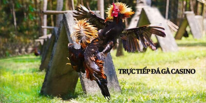 Trực tiếp đá gà casino là một sự kiện giải trí đỉnh cao 