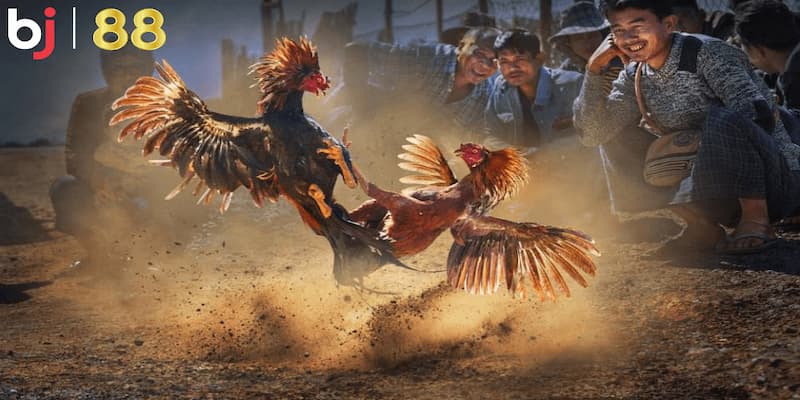 BJ88 đá gà trực tuyến được hiểu tổng quan là gì?