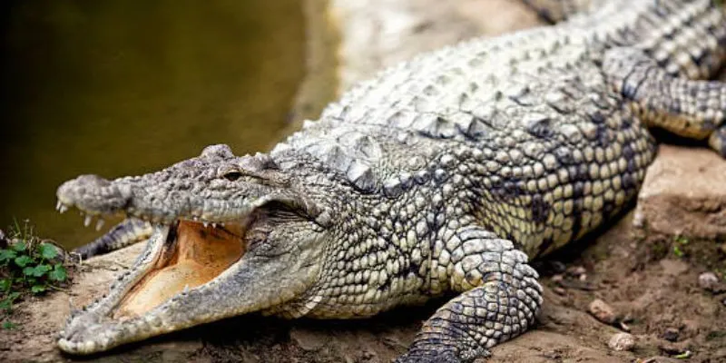 Nằm mơ thấy cá sấu: Điềm báo may mắn hay xui xẻo?