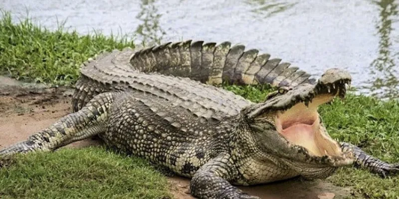 Cá sấu biểu tượng cho quyền lực và kiểm soát