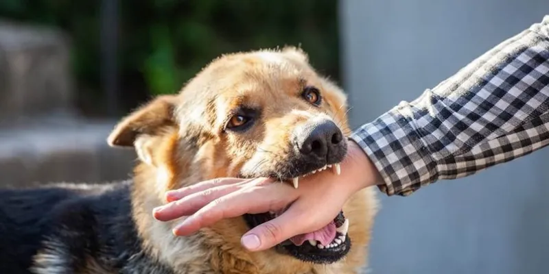 Giải mã giấc mơ thấy chó cắn theo quan niệm dân gian và tâm lý học