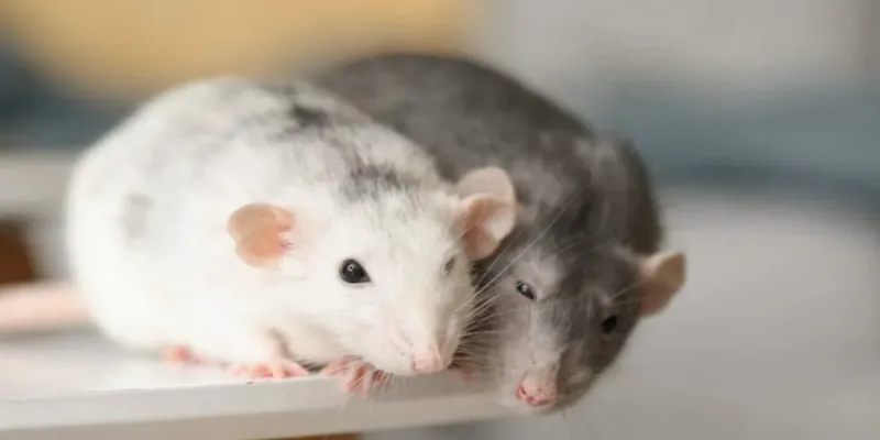 Các trường hợp cụ thể khi nằm mơ thấy chuột