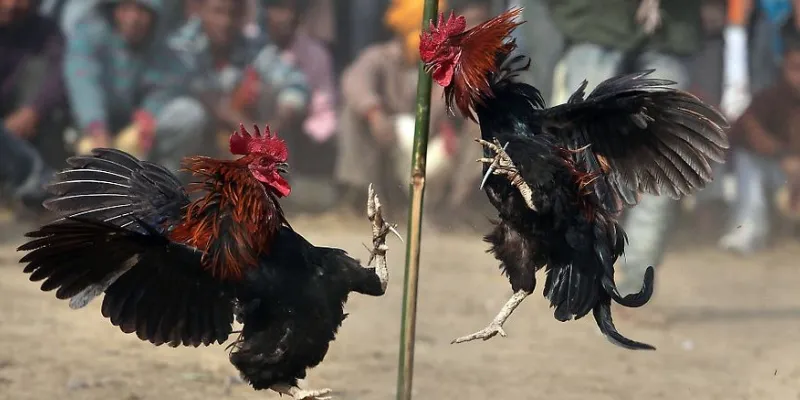 Quy định và luật chơi cá cược đá gà cựa sắt