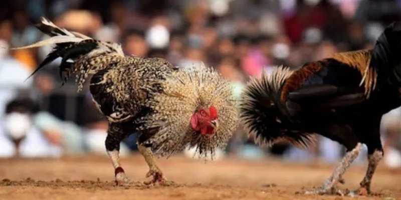 Tìm hiểu các loại cược đá gà cựa sắt tại New 88