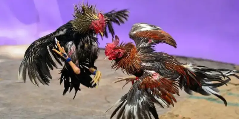 Mẹo tham gia cá cược đá gà cựa sắt tại New88