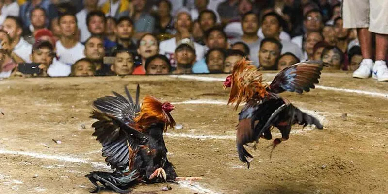 Giới thiệu chi tiết về đá gà trực tiếp C1