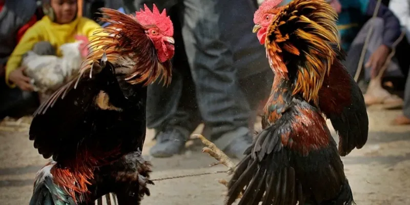 Hướng dẫn theo dõi và cập nhật trận đá gà C1 trực tiếp