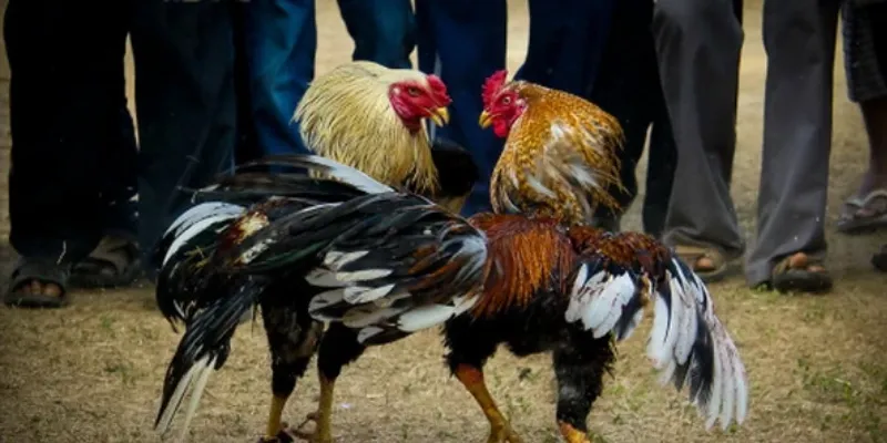 Lưu ý và mẹo khi theo dõi và cá cược đá gà c1 tại New88