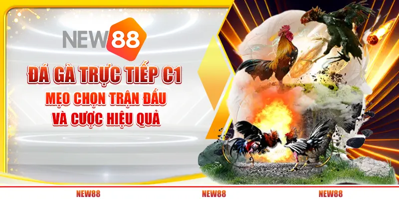Đá gà trực tiếp C1 - Mẹo chọn trận đấu và cược hiệu quả tại New88