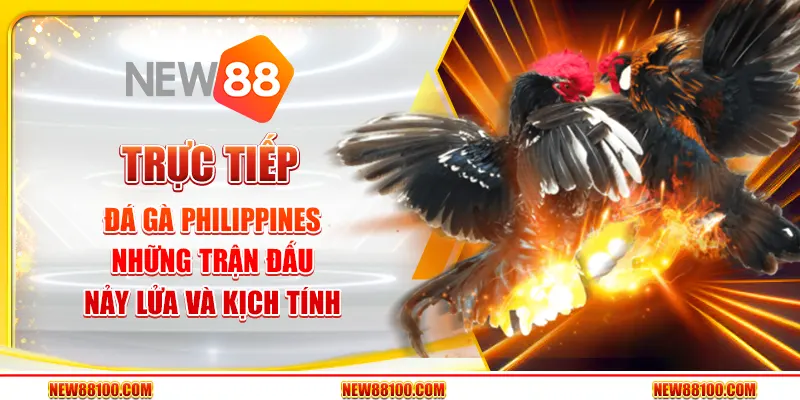 Trực tiếp đá gà Philippines tại New88 - Những trận đấu nảy lửa và kịch tính