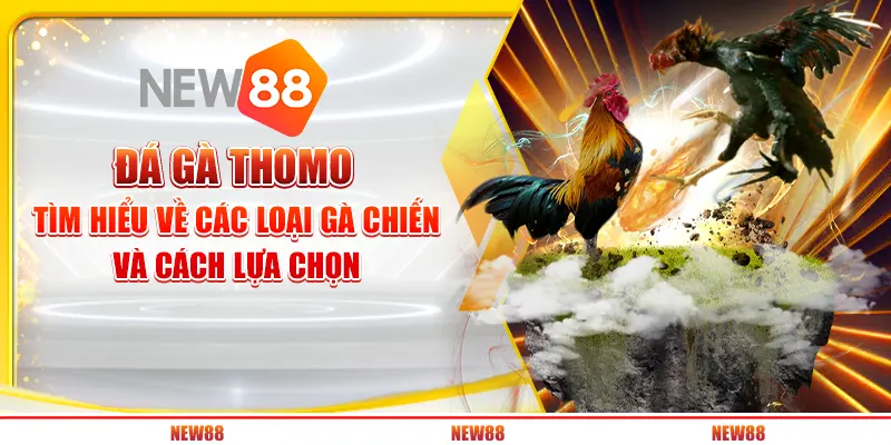 Đá gà Thomo tại New88 - Tìm hiểu về các loại gà chiến và cách lựa chọn