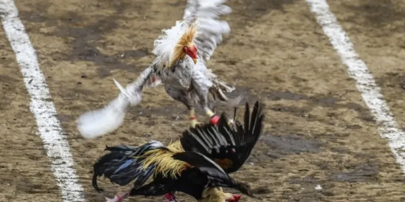 Lý do đá gà Philippines tại New88 thu hút người chơi