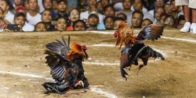 Một số loại cược phổ biến trong đá gà Philippines