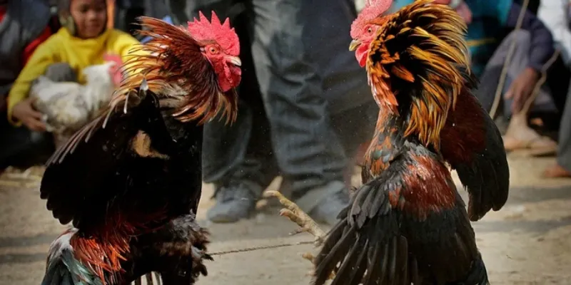 Cách tham gia cá cược đá gà Philippines tại New88