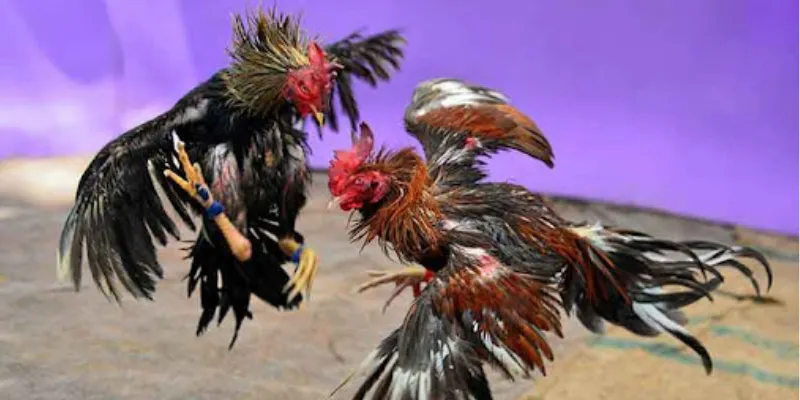 Chia sẻ kinh nghiệm cược trong đá gà Thomo tại New88