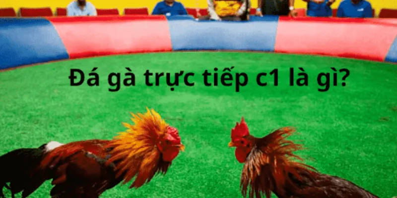 Vài nét về đá gà trực tiếp C1