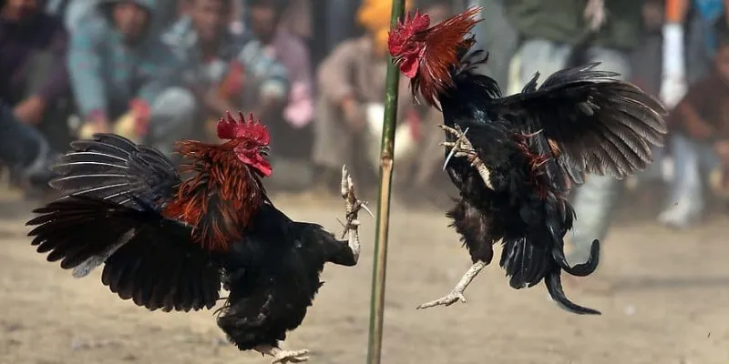 Lưu ý quan trọng khi cá cược đá gà trực tiếp C1 tại New88