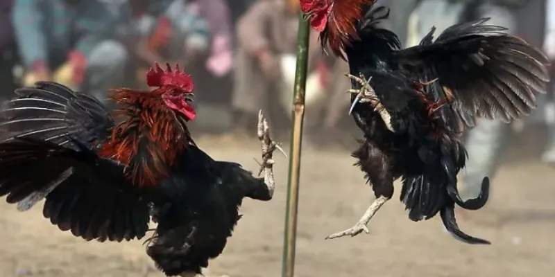 Một số loại hình cá cược đá gà sv388 tại New88