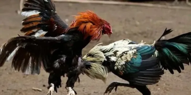 Mẹo và kinh nghiệm chơi đá gà SV388 hiệu quả tại New88