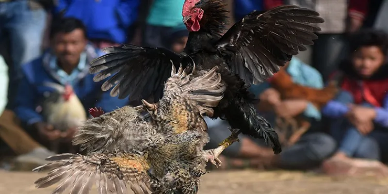 Ưu điểm nổi bật khi cá cược đá gà sv388 tại New88