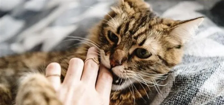 Giải mã chi tiết các giấc mơ liên quan đến mèo