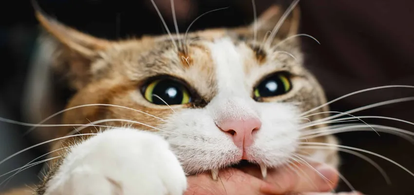 Mơ thấy mèo trắng