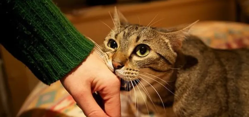 Tham gia lô đề khi nằm mơ thấy mèo từ các con số may mắn