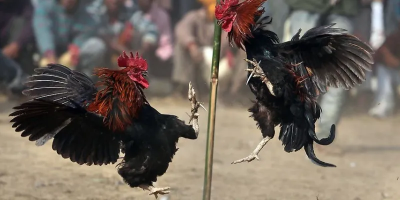 Cách xem trực tiếp đá gà CPC3 trên New88