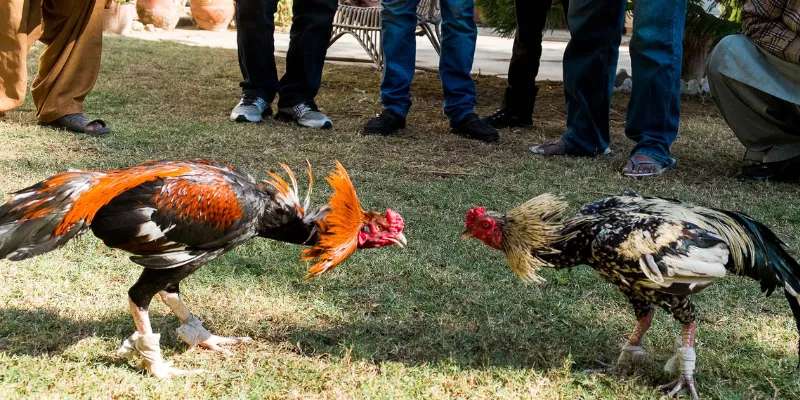 Những kiểu cược phổ biến trong đá gà CPC3