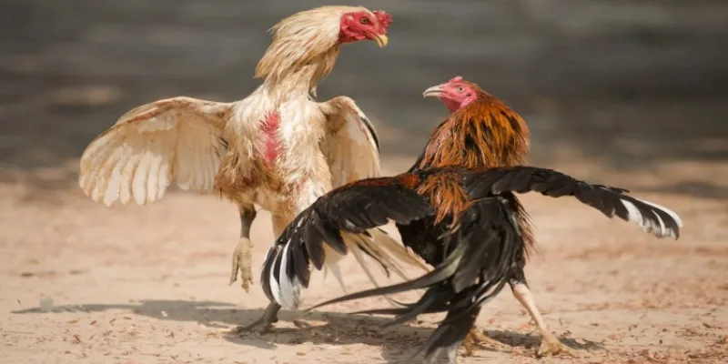 Tỷ lệ cược và các hình thức đặt cược đá gà CPC3 trên nền tảng New88