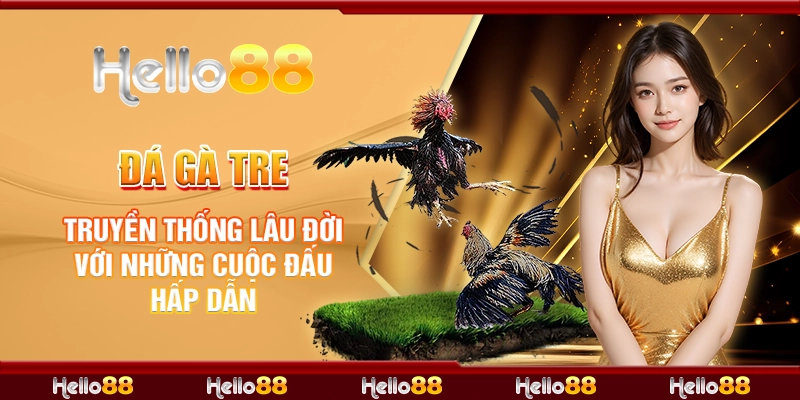 Đá gà tre mang lại những trận đấu kịch tính và hấp dẫn