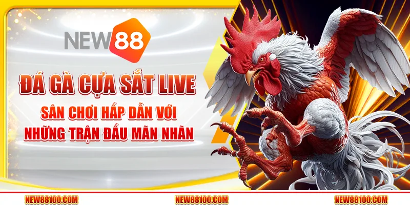 Đá gà cựa sắt live tại New88 - Sân chơi hấp dẫn với những trận đấu mãn nhãn