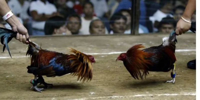 Các ưu điểm khi cá cược đá gà Asil tại New88