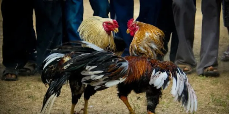 Một số hình thức cá cược đá gà Asil phổ biến