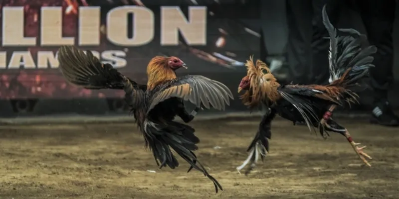 Chia sẻ bí quyết để tăng tỷ lệ thắng khi cá cược đá gà Asil tại New88