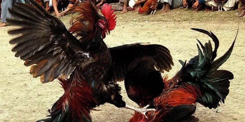 Luật chơi và cách đặt cược trong đá gà cựa sắt live