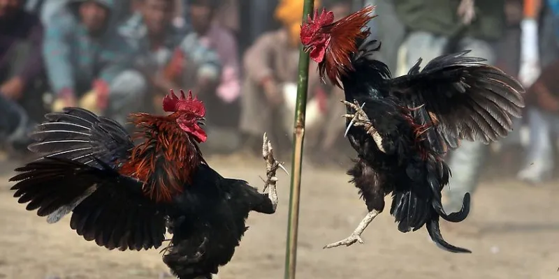 Một số loại cược phổ biến trong đá gà cựa sắt live